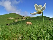 37 E da qui inizia la 'sfilata' dei narcisi in Linzone